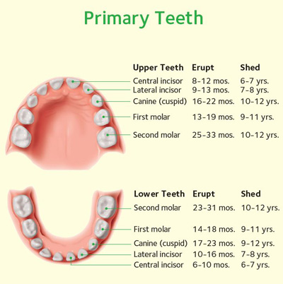 Chart Primary Teeth