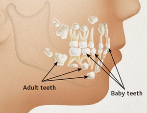 Teeth in Jaw