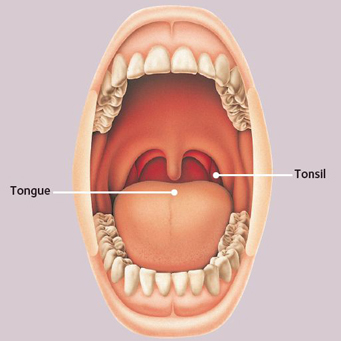 Throat Anatomy English