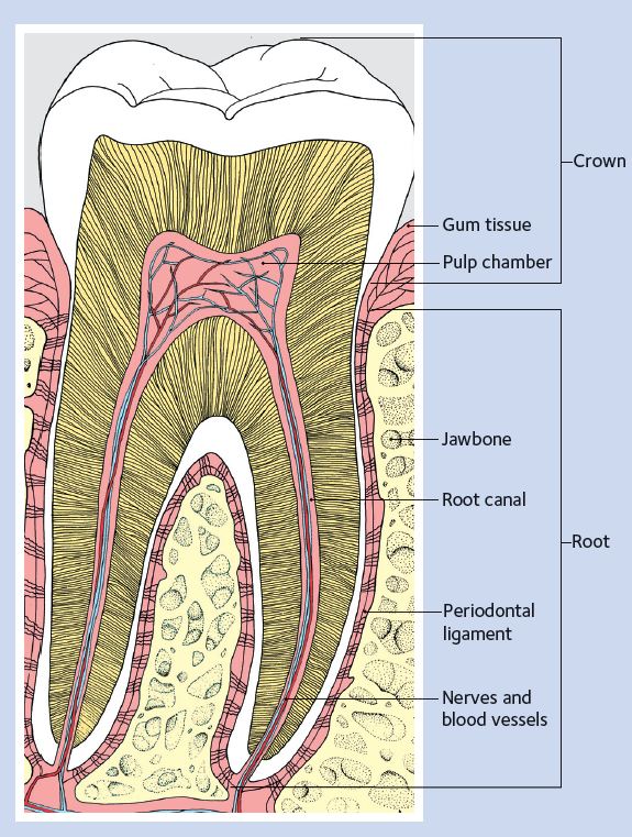 Diagram of a Healthy Tooth