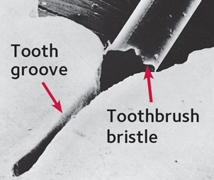 Toothbrush Bristle English